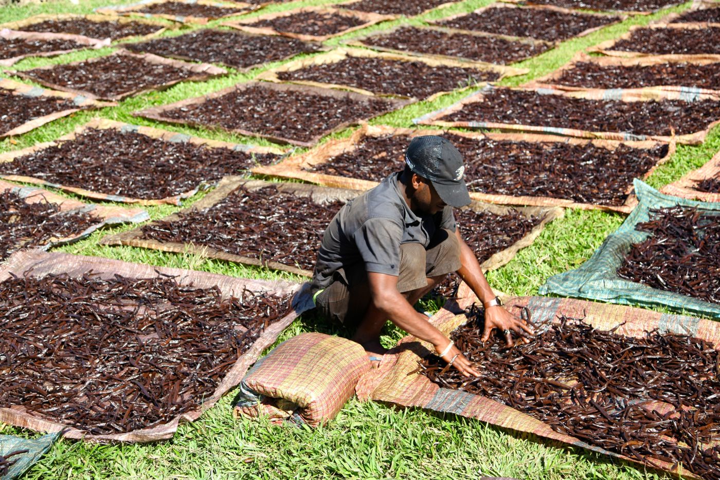 Vanilla beans drying in the sun on mats